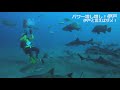 房総半島・伊戸と言えば、サメ！　shark diving in ito chiba