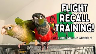 How To Teach Your Bird To Fly To You | Parrot Recall Training - Core Skills 6 | TheParrotTeacher