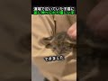 道端で泣いていた子猫に差し伸べられた優しい手 ショート ねこ 動物 保護猫 猫のいる暮らし 子猫