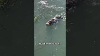 为什么海獭很少被当宠物养 #海獭 #水族馆 #可爱动物