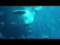 Whale Shark Feeding at the Georgia Aquarium (Atlanta, GA)