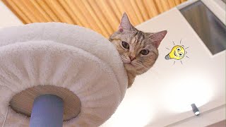 ねこ様たちのキャットタワー遊びは終わらないｗThe cats' play in the cat tower never ends.