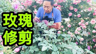 园艺篇422 玫瑰修剪，靠太近的植株控制！月季修剪！花后修剪！