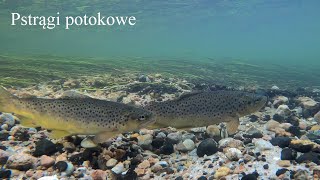 Pstrągi potokowe na gnieździe. Brown trout on the nest