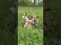 子ヤギの反芻の瞬間のほっぺが可愛いすぎる😍 shorts 北海道 牧場 goat ヤギ 子ヤギ 反芻