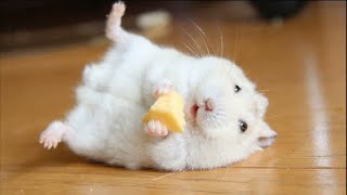 金絲熊 可愛ー hamster roborovski funny hampster crazy hamsters #winterwhitehamster #hamsterhabitats