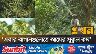 রাজশাহীর বাতাসে আমের মুকুলের ঘ্রাণ | Rajshahi Mango | Ekhon TV