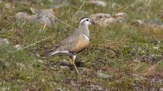 Wildlife in Lapland June-July 2015, no subtitles