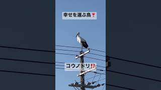 【珍しい】町中に幸せを運ぶ鳥❣️コウノトリ⁉️