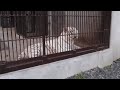 2015.9.5 宇都宮動物園☆ホワイトタイガーのアース【white tiger】