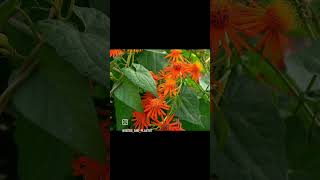 #Mexican flame vine Plant ⚠️ Order Whatsapp Message #8590234419