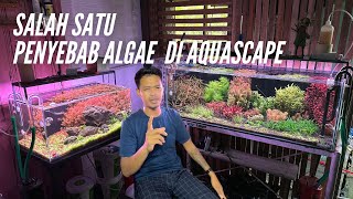 Salah satu Penyebab Algae Aquascape