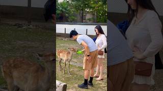 鹿にお水を飲ます外国人観光客🦌奈良公園