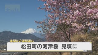 松田町の西平畑公園で河津桜が見頃