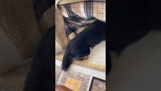 【柴犬】頭隠して尻隠さずな豆柴が可愛いすぎ#柴犬 #豆柴