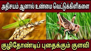 அதிசயம் ஆனால் உண்மை | வெட்டுக்கிளிகளை மனிதனைப் போல் | குழிதோண்டி புதைக்கும் அதிசய குளவி |