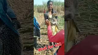 लड़की को मिला शेर का बच्चा ✔️ Ladki Ko Mila sher ka baccha ✔️ #shorts #reels #lionshorts #shortvideo