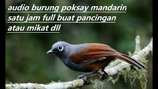 Kicau burung poksay mandarin bersih dan keras bisa buat pikat atau pancingan Satu jam full