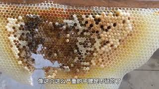 夏季巢虫对蜂群危害到底有多大？我们又该如何预防巢虫上脾？