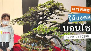 Bonsai บอนไซเทียนทะเล “ราชาแห่งบอนไซ” ที่แสนล้ำค่าสำหรับนักสะสม บอนไซตะโกทรงต้น The best Bonsai