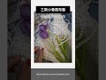 【fulowna】獨家 輕奢小香風 花束 限量預定中