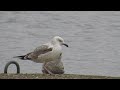 2cy caspian gull preston docks 13. 3 .17