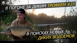 В поисках новых диких водоемов. Ловля карпа. В погоне за диким трофеем #23.