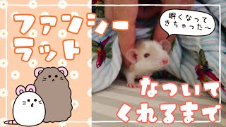 【成長記録】ファンシーラットの子ネズミが懐いてくれるまで A movie recording the growth of a fancy rat baby.