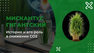 Мискантус Гигантский. История происхождения и его роль в биоэнергетике