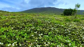 🌠 　樽前山　お花畑　923mピーク　フラワートレッキングツアー　アンビシャス 絶景100の旅 ナレーション