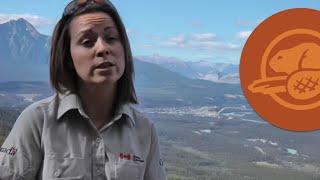Keeping the Wild in Wildlife -- Canada's Greatest Summer Job