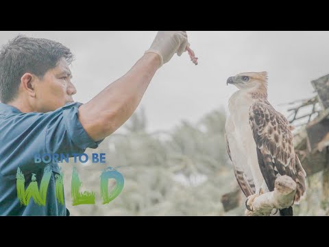 Why does this North Philippine Hawk Eagle keep coming back to a local resident? Born to be Wild