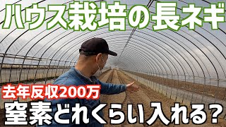 【今年も反200万は取る】長ネギの窒素は１反あたりどれくらい必要？窒素要求量を考慮したハウスネギの施肥設計をして実際に肥料を施していく！