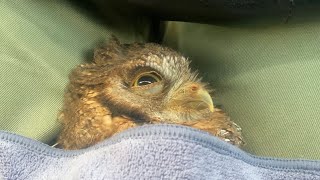 どこでも寝るフクロウ　Owl sleeping anywhere.