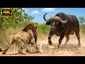 Win or Die | The Most Brutal Survival Battles in the Wild | Nature Animal Documentary
