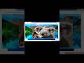how z-index work in css shorts#htmltags#webdeveloper