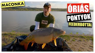 Big carp on the feeder from Maconka reservoir