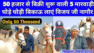 50 हजार से बिक्री शुरू वाली 5 मारवाड़ी घोड़ियां बिकाऊ लाएं फलोदी से नागौर । Nagaur pashu mela 2025।