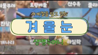 겨울눈, 사계절을 담고 있는 생명주머니