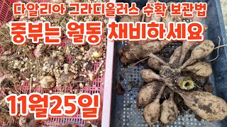 중부는 월동 채비하세요 #다알리아 #그라디올러스 #구근수확 보관방법