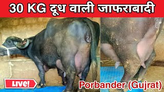 शानदार 30 KG दूध वाली जाफराबादी भैंस Live from Porbander