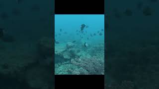 Fishes around the coral 漁礁の魚たち【奄美大島】#shorts