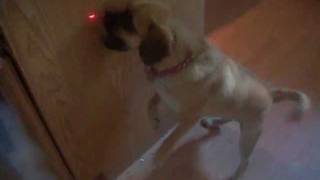 Twix the puggle vs laser