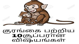 குரங்கை பற்றிய 10சூப்பரான விஷயங்கள்