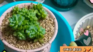 다육이 라울 베란다에서 키우시는 초보님들 꼭보세요 ~succulentsᆢ