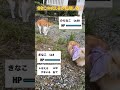 『ほえる』連打！🤣笑　 pomeranian ポメラニアン きなこ shorts ポケモン