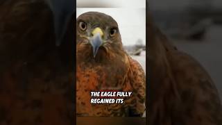 This helpless eagle was rescued by a couple, and then this happened #rescue #eagle