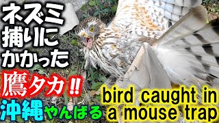 珍映像‼ ネズミ捕りにかかった鳥(鷹) bird caught in a mouse trap びっくり映像‼ 衝撃映像‼ ネズミトラップ、まさかサシバ(タカ科)がネズミ捕りに‼ 沖縄ユーチューバー