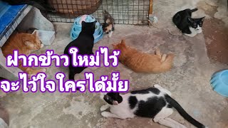 แม่จะไว้ใจใครได้บ้าง@stray_cats @cats_home