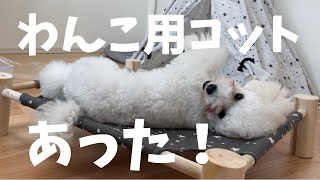 【ダイソー】わんちゃんのコットを手に入れたけれど・・・